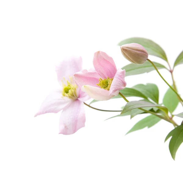 淡いピンクのクレマチス、芽および葉の白で隔離されます。 — ストック写真
