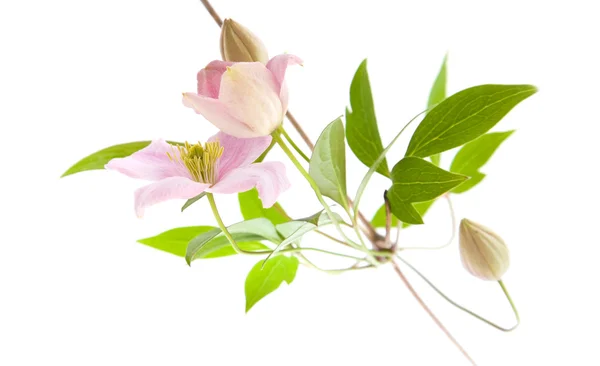 淡いピンクのクレマチス、芽および葉の白で隔離されます。 — ストック写真