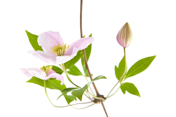 Clematis rose pâle, bourgeons et feuilles isolés sur blanc — Photo