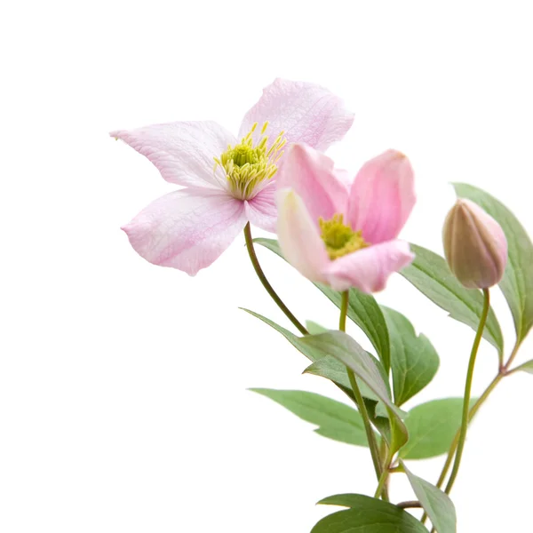 Pale pink clematis, buds and leaves isolated on white — Stock Photo, Image
