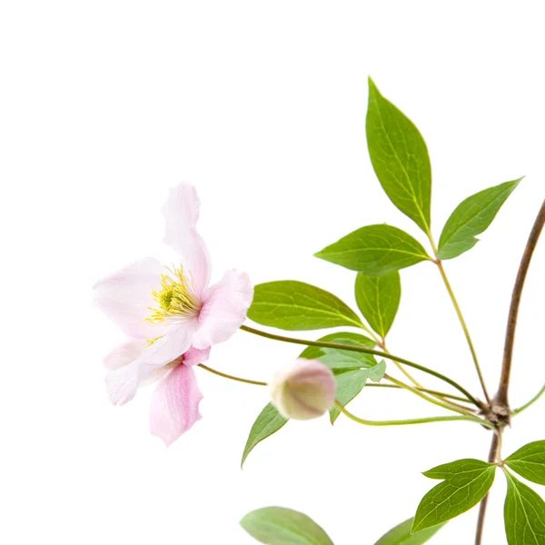 Pale Pink Clematis Buds Leaves Isolated White — Stock Photo, Image