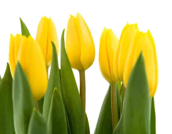 Аромат желтых тюльпанов, изолированных на белом — стоковое фото