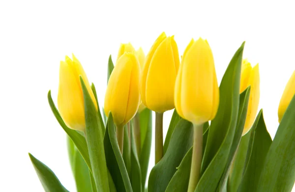 Bouquet Yellow Tulips Isolated White — Stock Photo, Image
