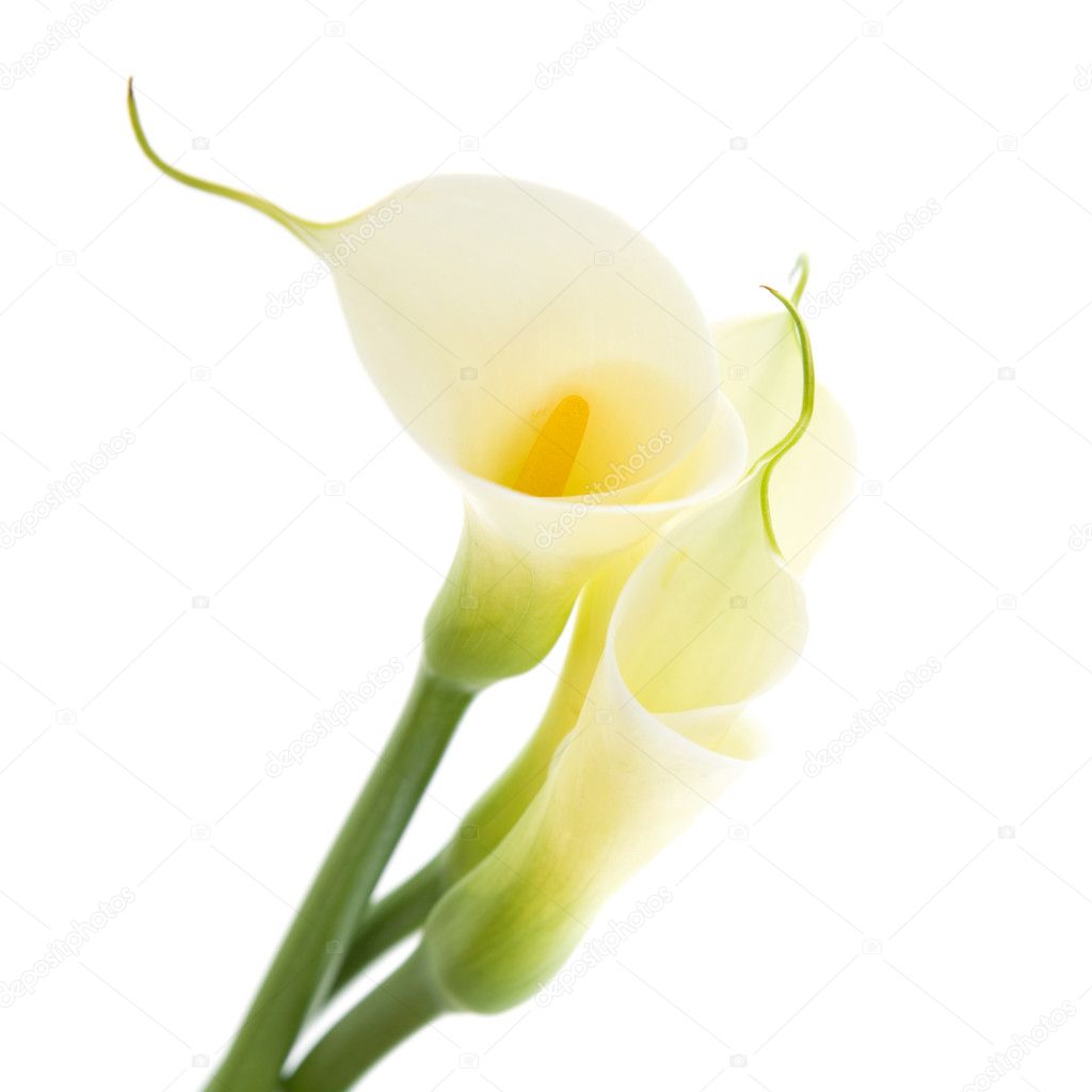 Three calla lilies isolated on white background; — Stock Photo © Tamara ...