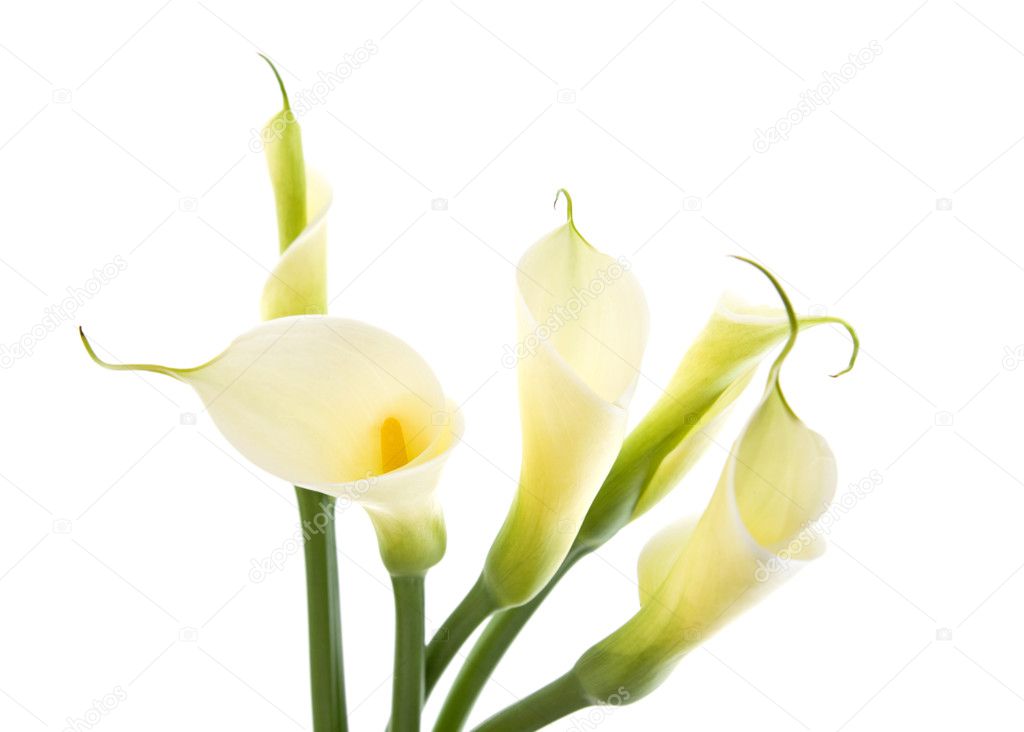 Five calla lilies isolated on white background