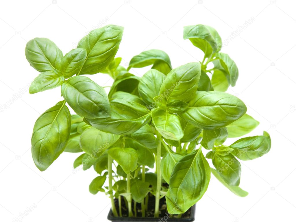 Growing young sweet basil plants in a plastic container isolate