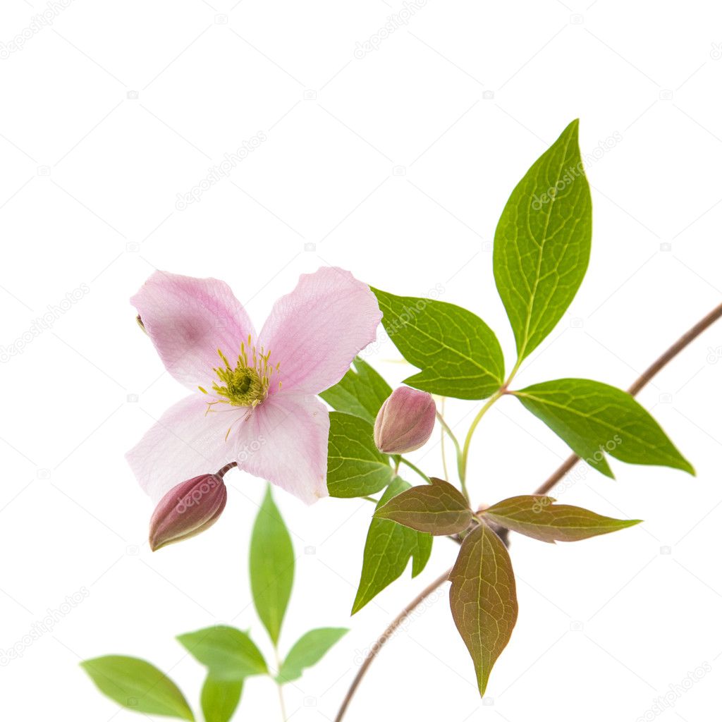 Pale pink clematis, buds and leaves isolated on white — Stock Photo