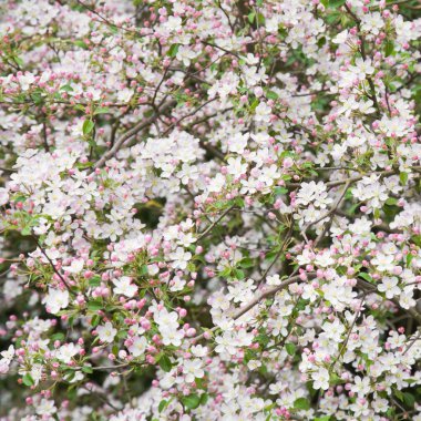 arka plan bahar pembe prunus çiçekleri kare;