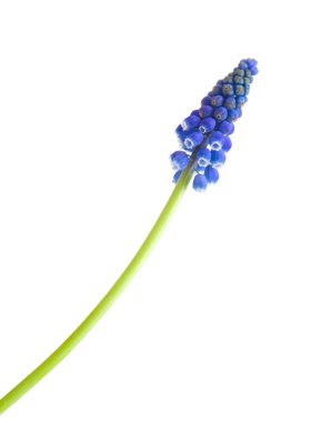 Single stem of; muscari (grape hyacinth) flowers; isolated on whit clipart
