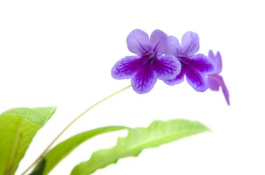 Mor-Lila Streptocarpus (Cape Primrose; Menekşe başını sallayarak); isol