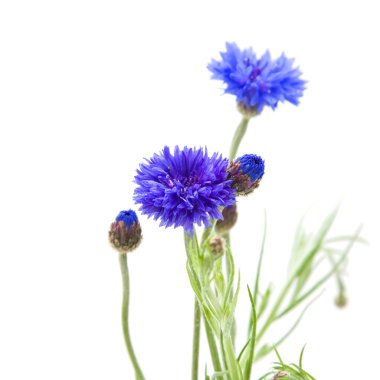 Bunch of cornflowesr (Centaurea cyanus; Bachelor's button; Blueb clipart