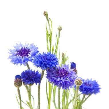 Bunch on cornflowesr (Centaurea cyanus; Bachelor's button; Bluebottle; Boutonniere flower; Hurtsickle); on white background clipart