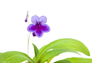 Mor-Lila Streptocarpus (Cape Primrose; Menekşe başını sallayarak); beyaz izole