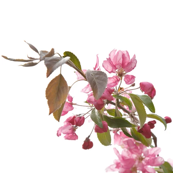 Rosafarbene Frühlingsblumen Vereinzelt Auf Weißem Grund — Stockfoto