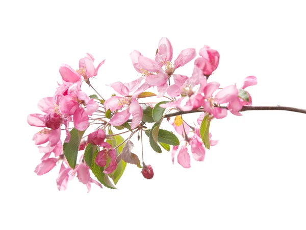 Pink spring prunus blossoms isolated on white — Stock Photo, Image