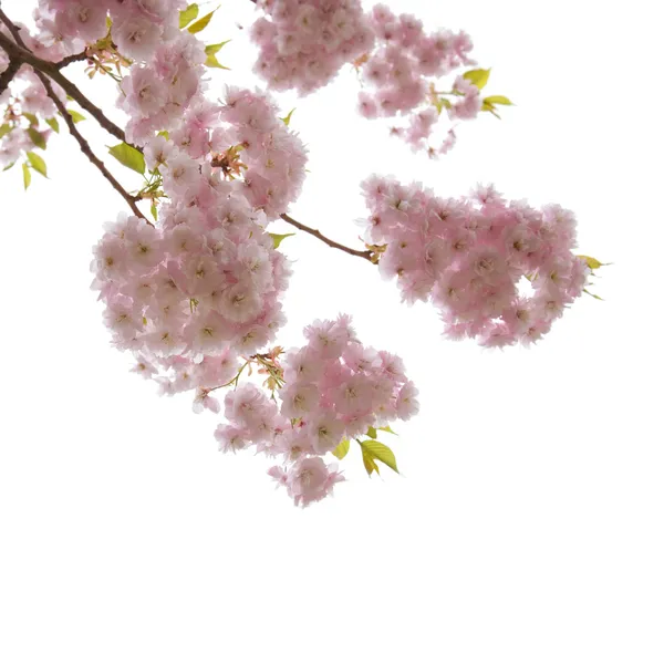 stock image Beautiful ornamental cherry blossoms isolated on white