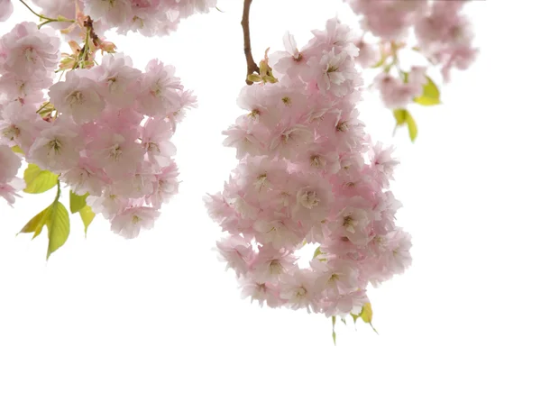 stock image Beautiful ornamental cherry blossoms isolated on white