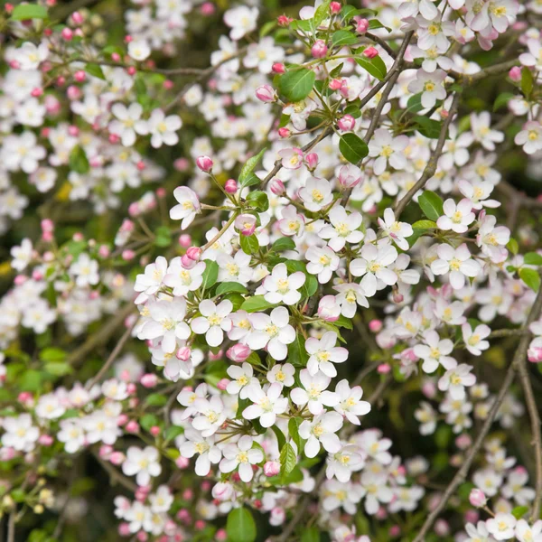 Rosa Primavera Prunus Flores Fundo Quadrado — Fotografia de Stock