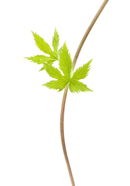 Jovens folhas de lúpulo em um longo fino "seeker " — Fotografia de Stock