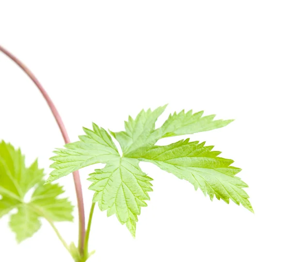 Young Hops Leaves Long Thin Seeker — Stock Photo, Image