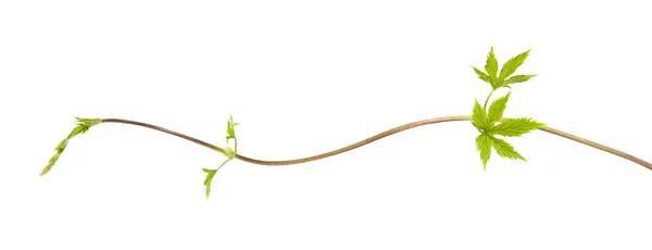 Young Hops Leaves Long Thin Seeker — Stock Photo, Image