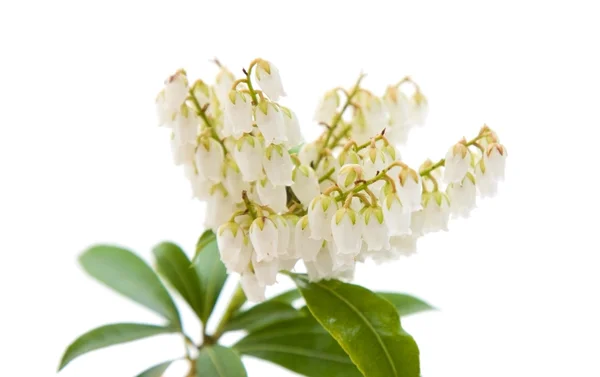 Flowering Pieris japonica (Japanese andromeda; Lily of the valle — Stock Photo, Image