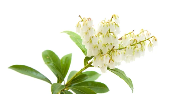 Floração Pieris japonica (andromeda japonês; Lírio do valle — Fotografia de Stock