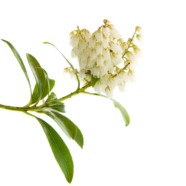 Bloeiende Pieris japonica (Japanse andromeda; Lily de Valle — Stockfoto