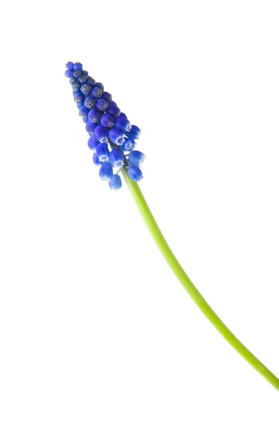Einzelne Stiele von; Muscari (Traubenhyazinthe) Blüten; isoliert auf wh — Stockfoto