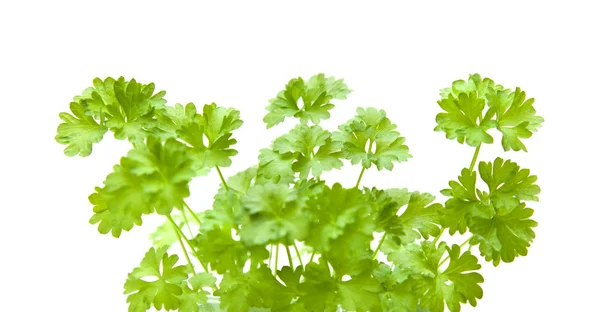 Growing young curley parsley plants isolated on white — Stock Photo, Image