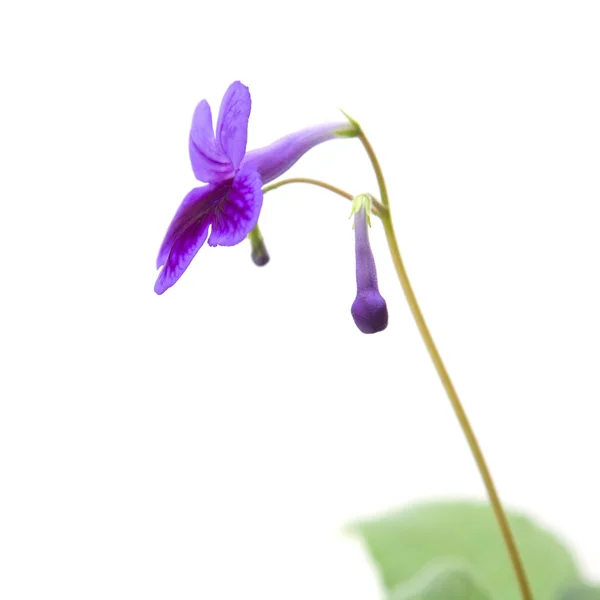 Lila Lila Streptocarpus Cape Primrose Nickande Violett Isolerad Vit — Stockfoto