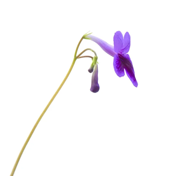 Purple-lilac Streptocarpus (Cape Primrose; nodding violet); isolated on whi — Stock Photo, Image