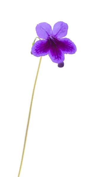 Lila-lila Streptocarpus (Kapprimel; nickend violett); isoliert auf weißem Grund — Stockfoto
