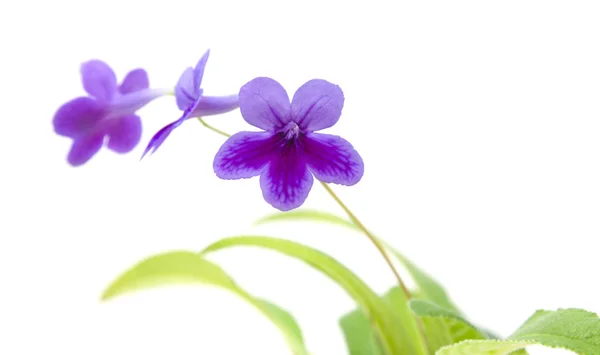 紫のライラック ウシノシタ ウシノシタ うなずいてバイオレット 白で隔離 — ストック写真