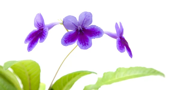 Purple Lilac Streptocarpus Cape Primrose Noding Violet Изолирован Белом — стоковое фото
