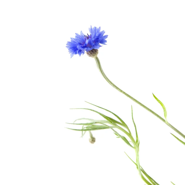 Fiordaliso (Centaurea cyanus, Bachelor button, Bluebottle, Boutonni — Foto Stock