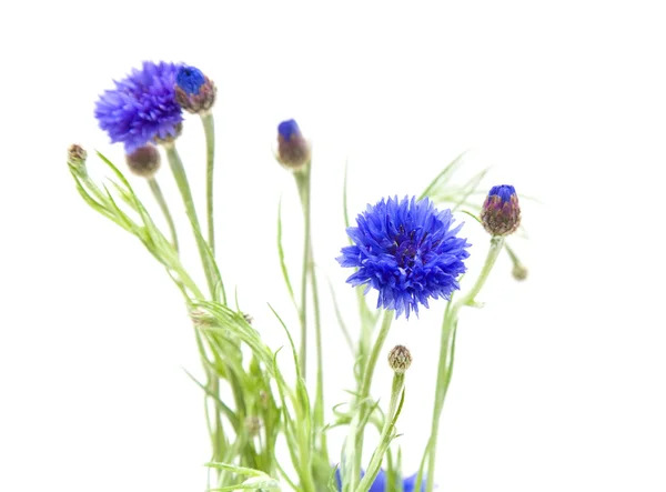 Mazzo Fiordaliso Centaurea Cyanus Bachelor Button Bluebottle Boutonniere Flower Hurtsickle — Foto Stock
