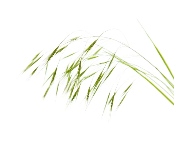 Field grass inflorescence - panicle; compound raceme — Stock Photo, Image