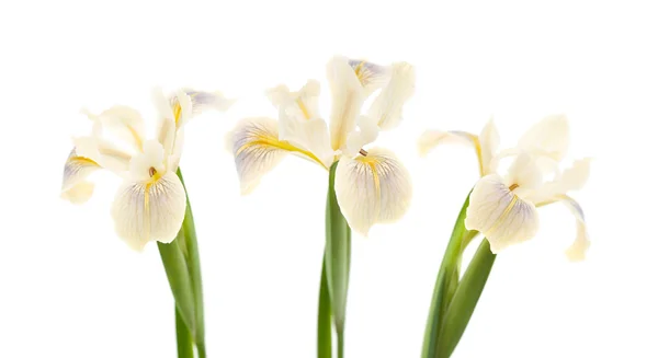Blassgelbe Iris isoliert auf weiß — Stockfoto