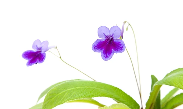 Purple-lilac Streptocarpus (Cape Primrose; nodding violet); isol — Stock Photo, Image