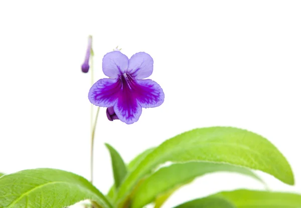 丁香紫色的好望角苦苣苔 好望角樱草 摇曳的紫罗兰 孤立对白色 — 图库照片