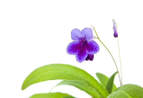 Purple-lilac Streptocarpus (Cape Primrose; nodding violet); isol — Stock Photo, Image