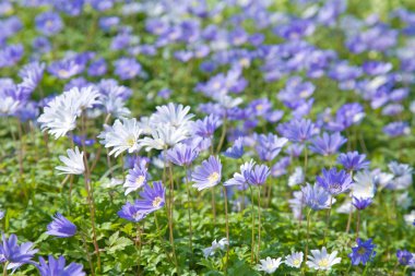 çiçekli anemone blanda halı