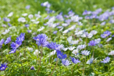 çiçekli anemone blanda halı