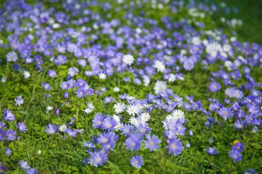 çiçekli anemone blanda halı