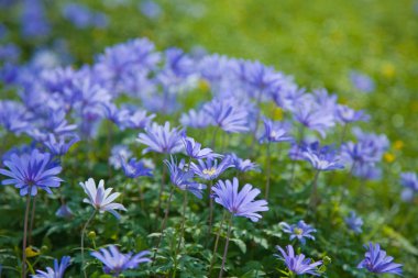 çiçekli anemone blanda halı