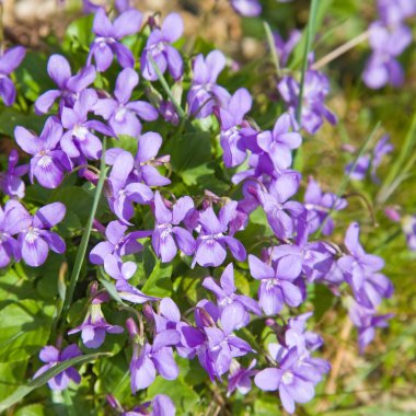 Clump of dog violet (Viola canina) clipart