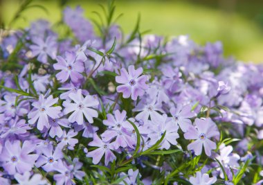 Arka plan ile Phlox (Phlox subulata sürünen)