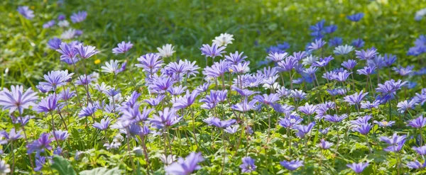Virágzás Anemone Blanda Szőnyeg — Stock Fotó