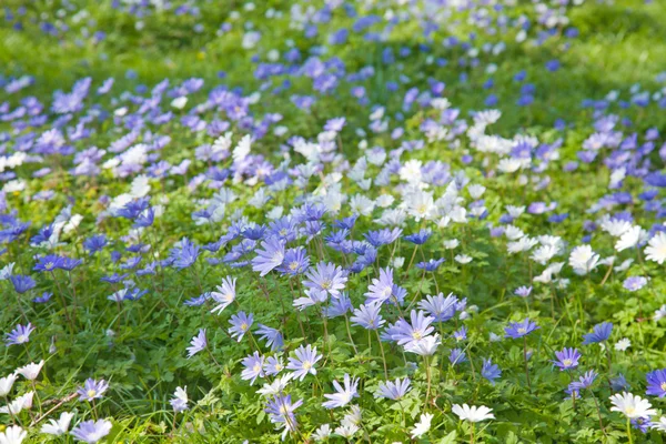 Alfombra de floración Anemone Blanda —  Fotos de Stock